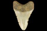 Fossil Megalodon Tooth - North Carolina #124905-2